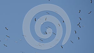 Group of agitated storks flying in circle high on the sky