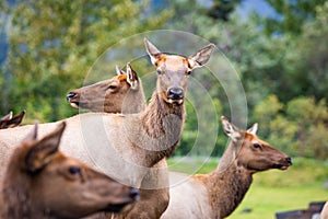 Group of Alaskan elks wapiti in summer close up