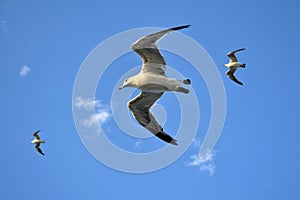 The group of Albatrosses / shearwaters or photo
