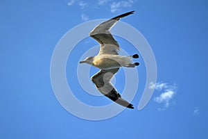 The group of Albatrosses / shearwaters or photo