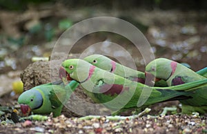 Group of Alexandrine Parakeet parrots searching for food