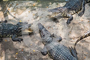 A group of Aligators