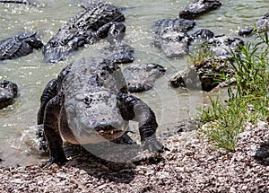 Group of alligators.