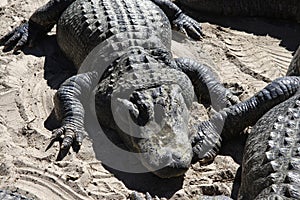 Alligators gather near the edge of a pond, St. Augustine Alligator farm, St. Augustine, FL