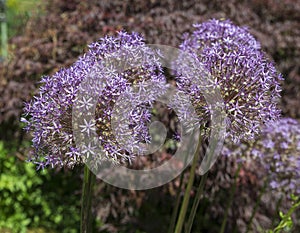 Group of Allium Albopilosum Cristophii