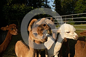 a group of alpaca babies herding