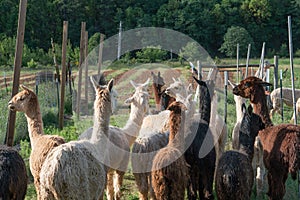 A group of alpacas being herded into a field