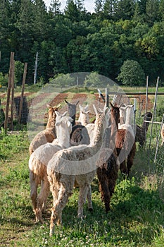 A group of alpacas being herded into a field