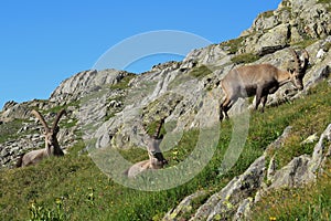 Group of alpine ibex