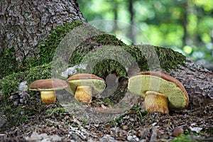 Group of amazing edible Imleria badia mushrooms