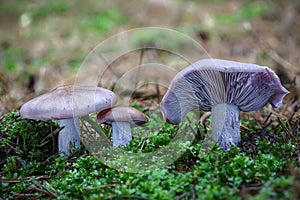 Group of amazing edible mushroom Lepista nuda commonly known as wood blewit