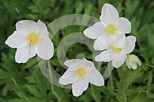 Group of amazing flowers with snow-white petals and light yellow stamens