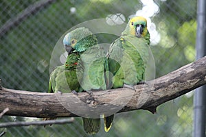 A group of Amazon Parrots and a parakeet in a zoo photo