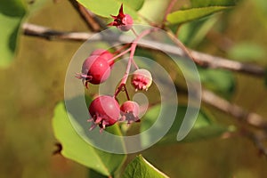 Group of Amelanchier berries, ripening in the sunlight