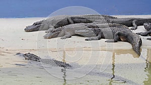A group of American alligators, Everglades, Florida, USA