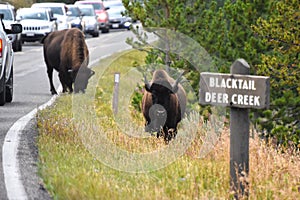 Group of american bison(Bison bison) on a road side at the Yellowstone National Park