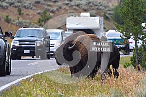 Group of american bison(Bison bison) at a road side. Yellowstone National Park
