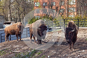 Group of American bison in the zoo in springtime