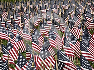 Group of American flags in a field