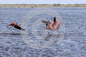 Group of American flamingo that take off from the shallow water