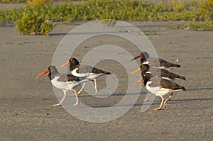 A group of American oystercatchers (Haematopus palliatus) on a beach at sunset.