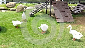 group of american pekin or white pekin or domestic duck on a farm