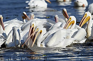 Group of American white pelicans