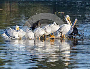Group of American white pelicans, binomial name Pelecanus erythrorhynchos, standing in White Rock Lake in Dallas, Texas.