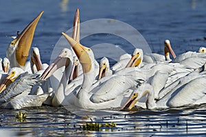 Group of American white pelicans Pelecanus erythrorhynchos feeding on fish