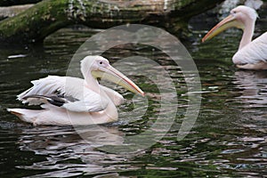 Group of American White Pelicans Preening at the Water