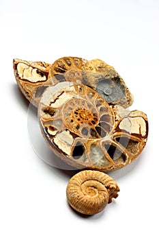 Group of Ammonite Fossils