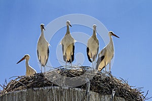 Group of amusing young the white storks Ciconia ciconia in huge nest