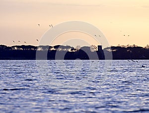group of anas querquedula against sunset