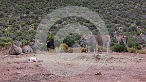 Group of animals in African wildlife. Big antelopes with long straight horns. Safari park, South Africa