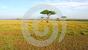 Group of animals and birds in savanna at africa