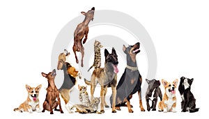 group of animals looking up