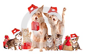 Group Of Animals with Santa hats and presents