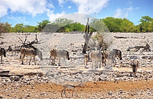 Group of animals walking on the harsh dry rocky outback in Etosha