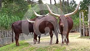 Group of ankole watusi cattle in the pasture, popular american cow breed with large horns