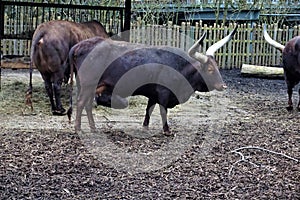 Group of Ankole-Watusi cattle standing