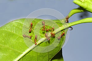 Group ant on green leaf.