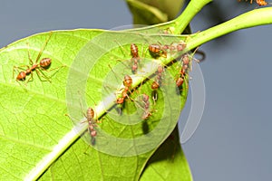 Group ant on green leaf.