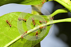 Group ant on green leaf.