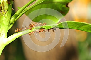 Group ant on green leaf.