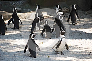 Group of Antarctic penguins preparing to go for a swim