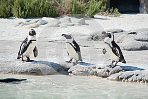 Group of Antarctic penguins preparing to go for a swim