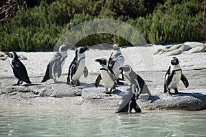 Group of Antarctic penguins preparing to go for a swim