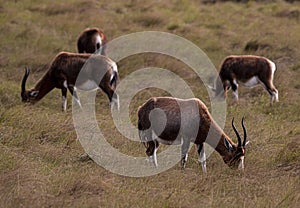 Group of Antelope Grazing on Dry Grassland in South Africa