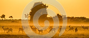 Group of antelope at sunset. Close-up. Botswana. Okavango Delta. photo