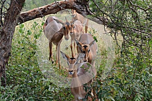 Group of Antilope walking behind durring the bush Africa